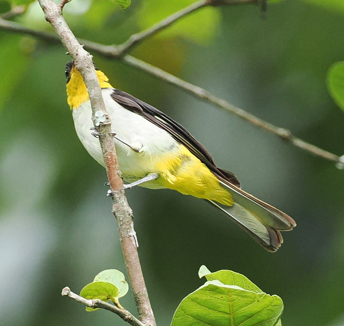 Yellow-backed Tanager (Hemithraupis flavicollis), photo 10