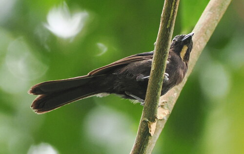 Flame-crested Tanager (Loriotus cristatus)