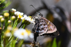Thorybes dorantes galapagensis