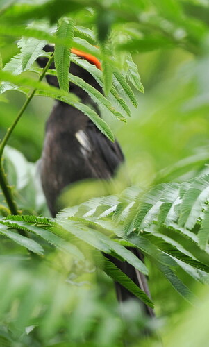 Flame-crested Tanager (Loriotus cristatus), photo 2