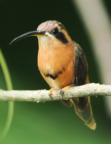 Reddish Hermit (Phaethornis ruber)