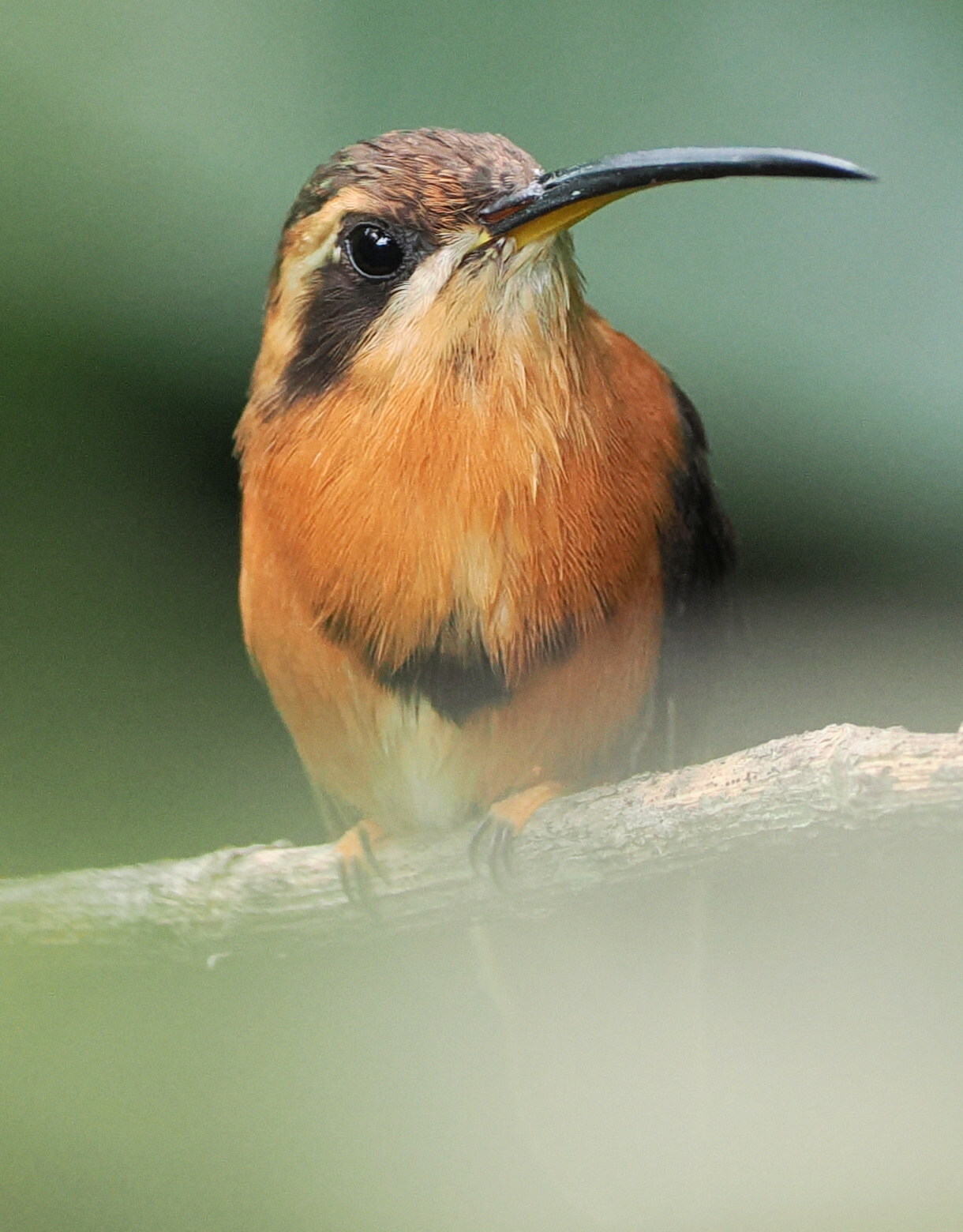 Reddish Hermit (Phaethornis ruber), photo 2