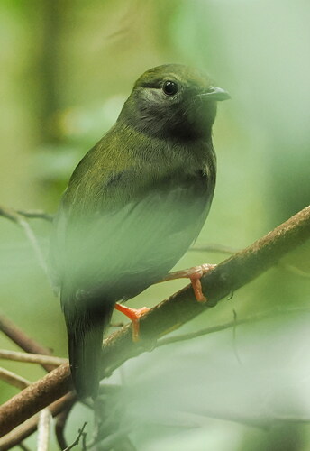 White-bearded Manakin (Manacus manacus)