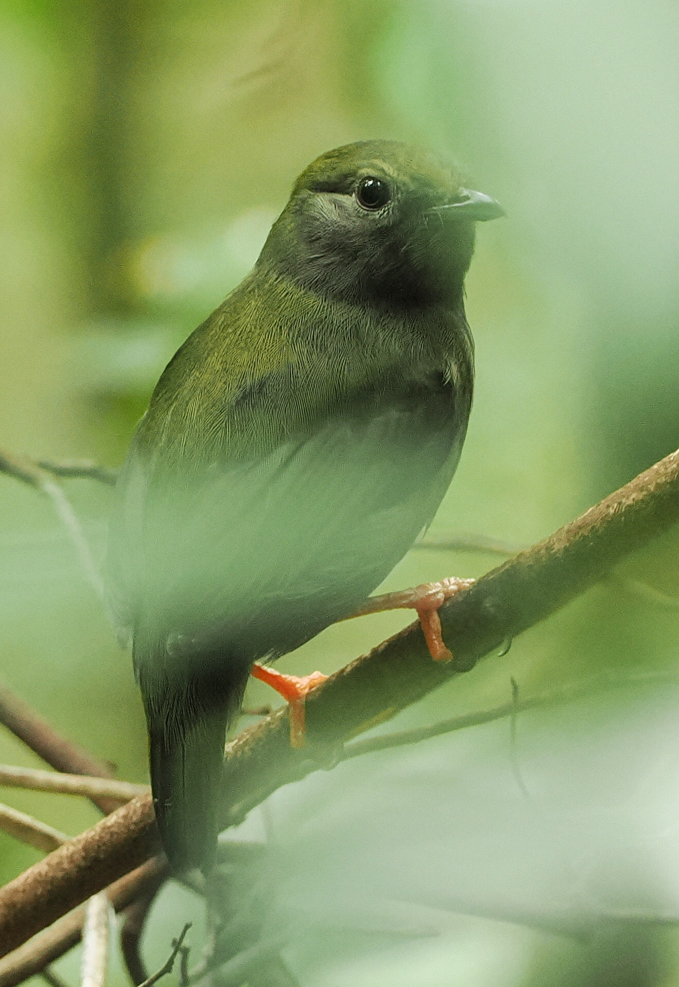 White-bearded Manakin (Manacus manacus), photo 1
