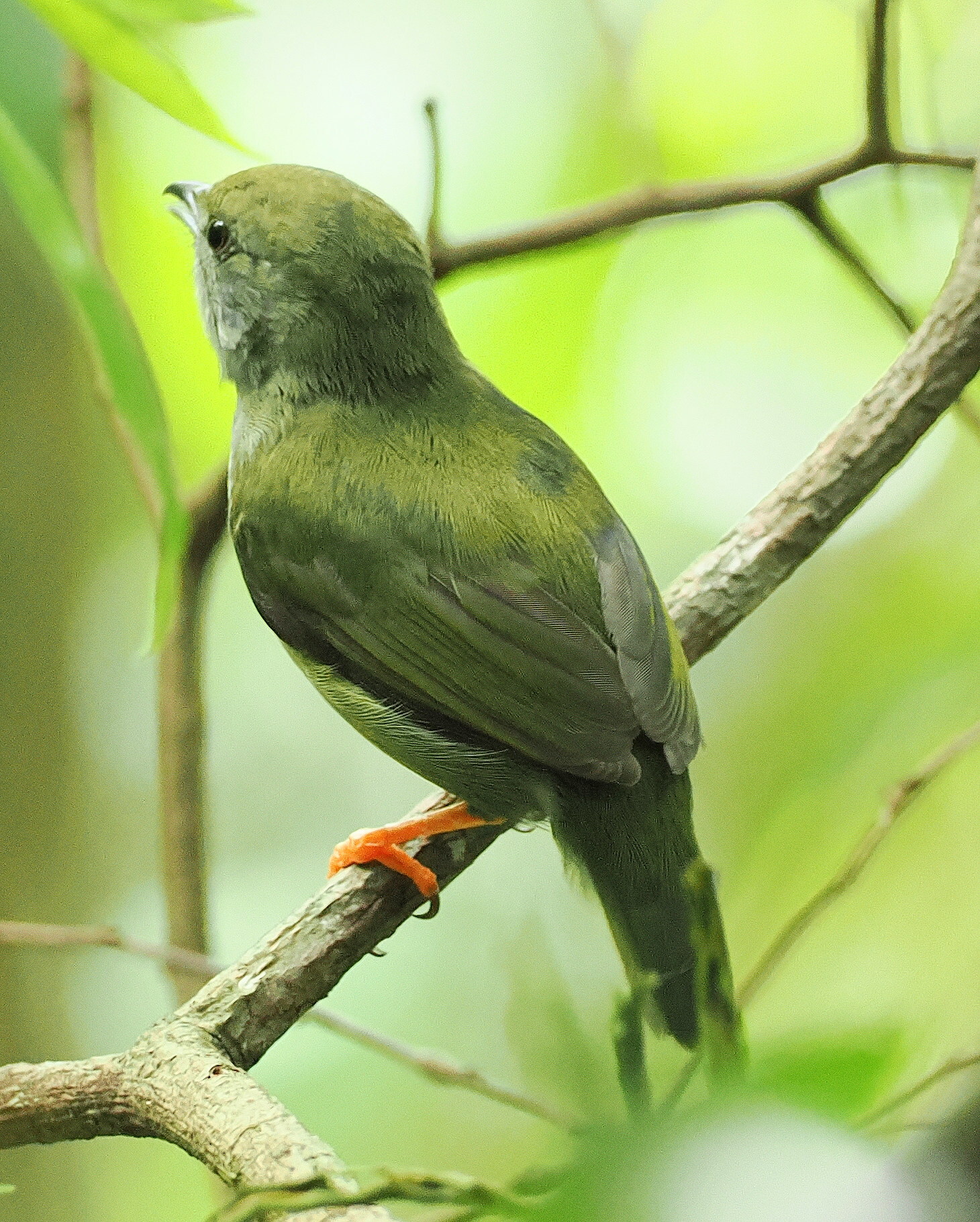 White-bearded Manakin (Manacus manacus), photo 2