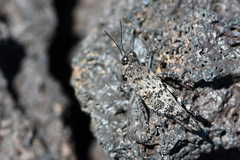 Sphingonotus fuscoirroratus