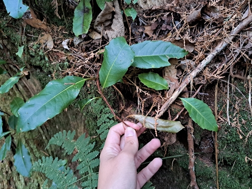 Hydrangea integrifolia, photograph 5