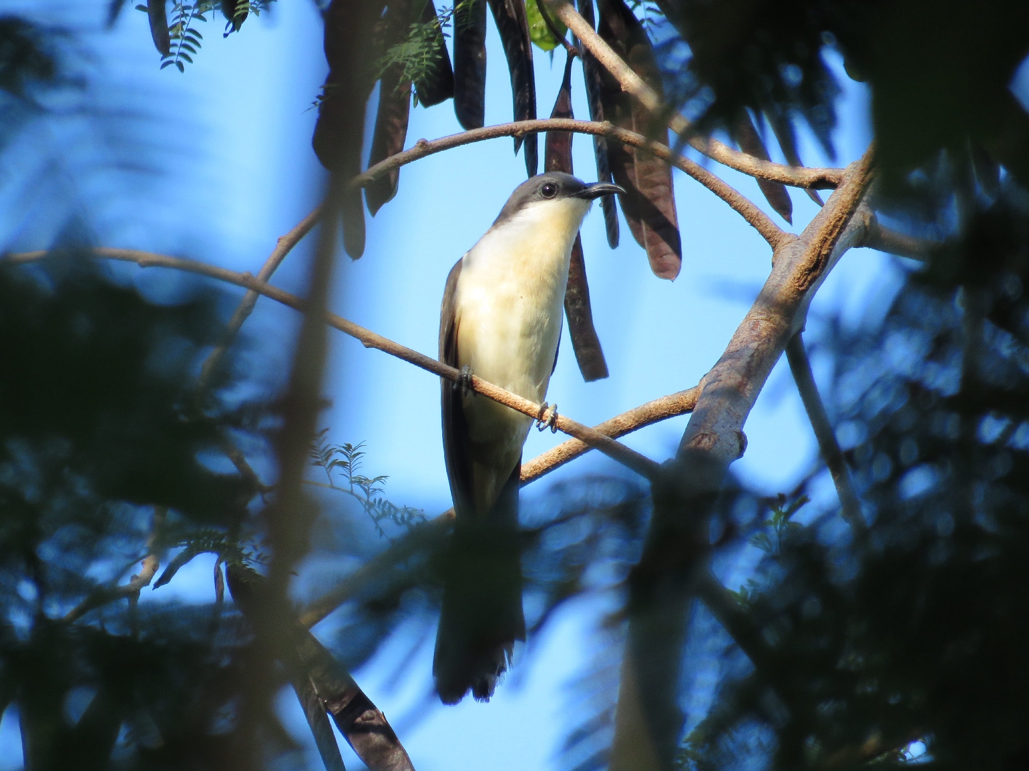 Dark-billed Cuckoo (Coccyzus melacoryphus), photo 8