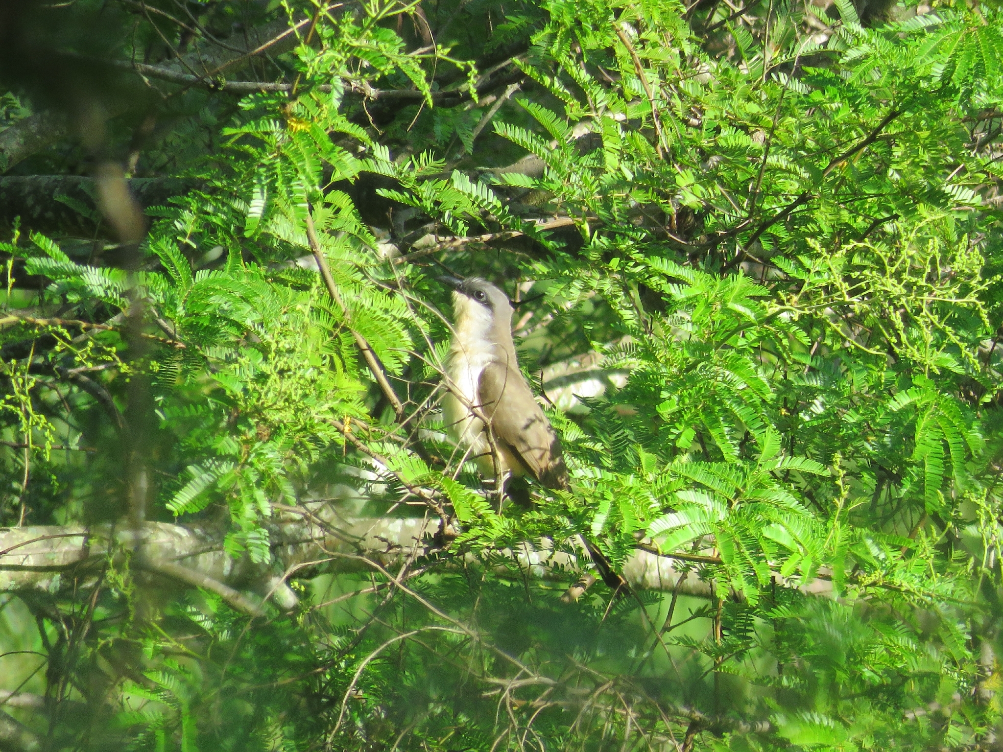 Dark-billed Cuckoo (Coccyzus melacoryphus), photo 9