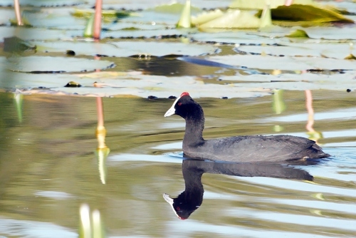 Red-knobbed Coot (Fulica cristata), photo 4