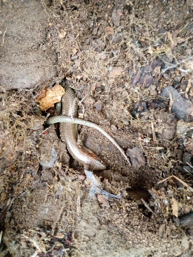 iNaturalist observation photo of Gilbert's Skink
