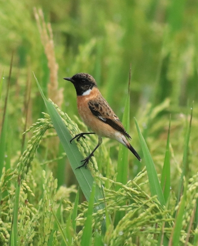 Siberian Stonechat (Saxicola maurus), photo 5
