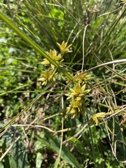 Cyperus oxylepis