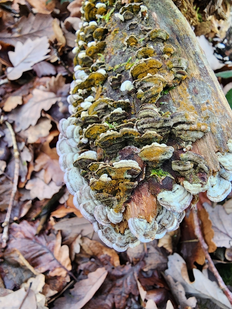 Trichaptum abietinum · January 2026 · photo: © dave_r_clark (iNaturalist, cc-by)