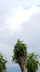 Geospizopsis unicolor