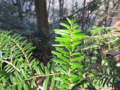 Tsuga sieboldii