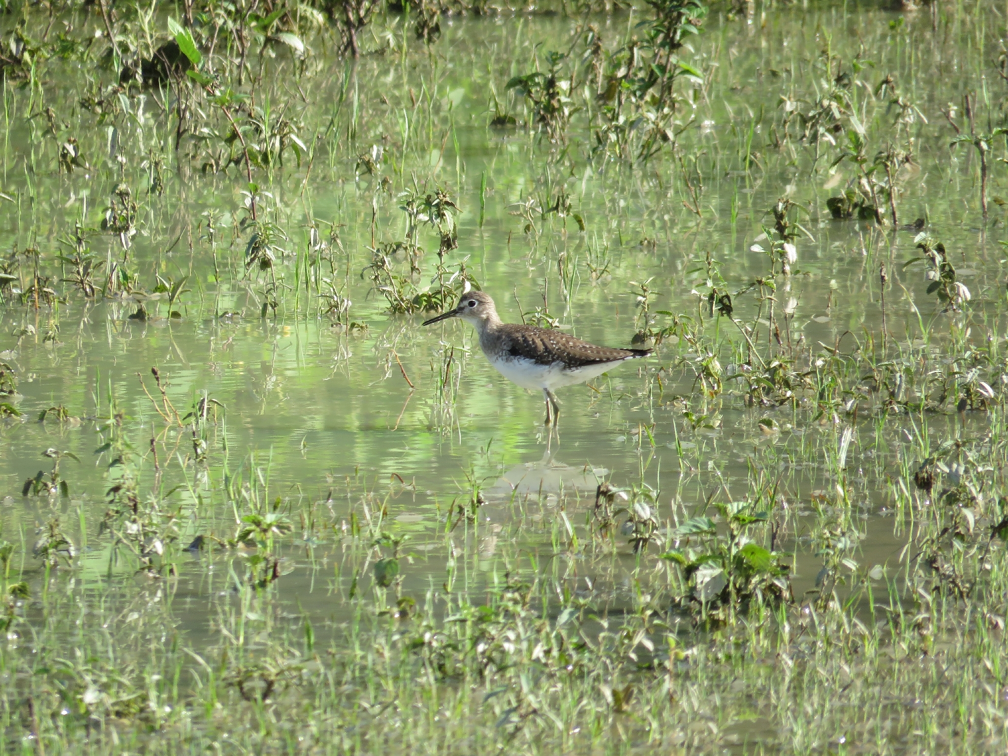 Solitary Sandpiper (Tringa solitaria), photo 3