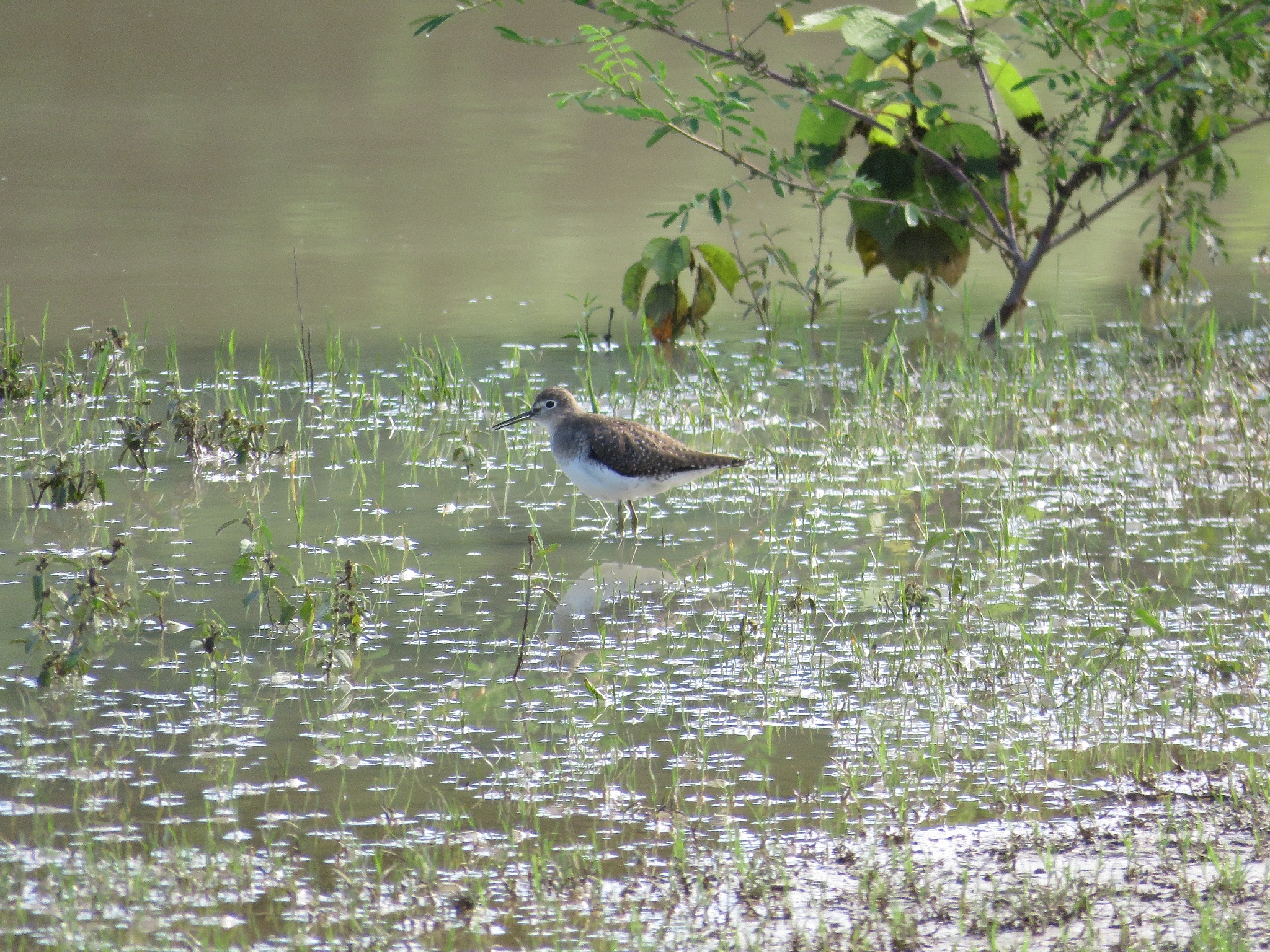 Solitary Sandpiper (Tringa solitaria), photo 4