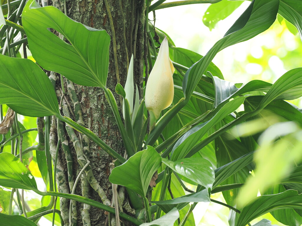 Trầu Bà Lỗ – Monstera adansonii