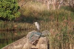 Ardea cinerea