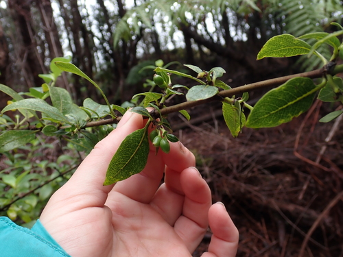 Coprosma menziesii observed 2026-01-09