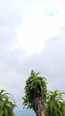 Geospizopsis unicolor