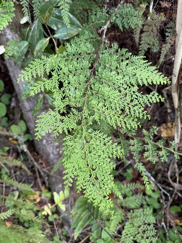 Odontosoria chinensis observed 2026-01-20