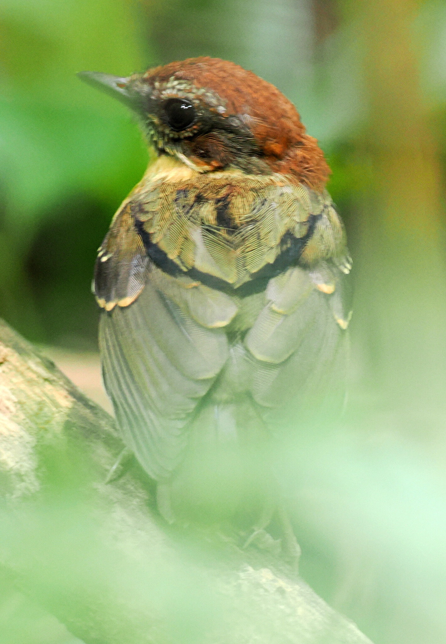 Black-cheeked Gnateater (Conopophaga melanops), photo 2