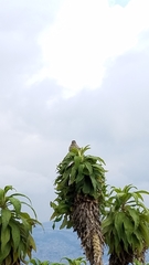 Geospizopsis unicolor