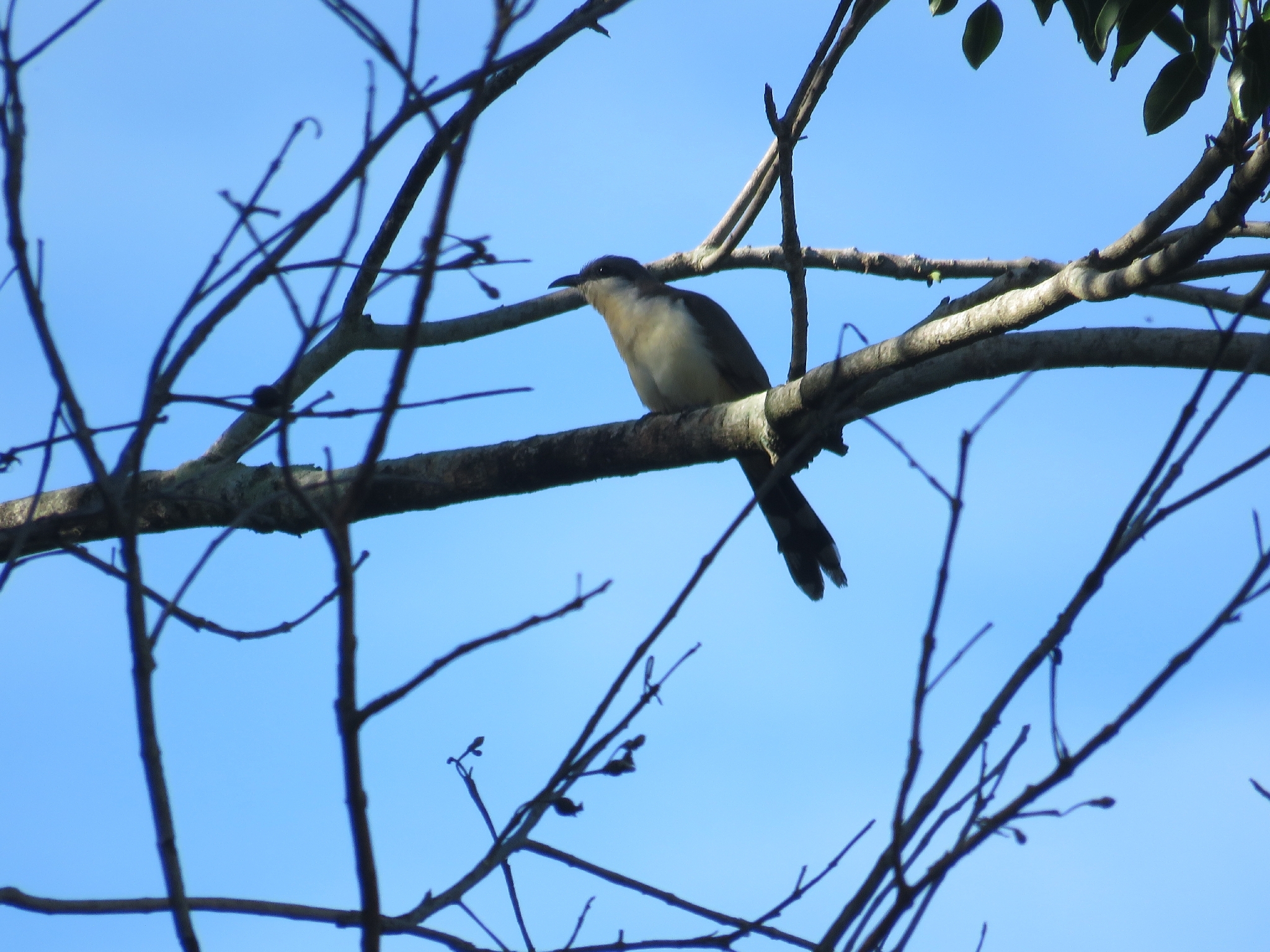 Dark-billed Cuckoo (Coccyzus melacoryphus), photo 5