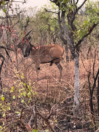 Eastern Giant Eland
