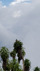 Geospizopsis unicolor