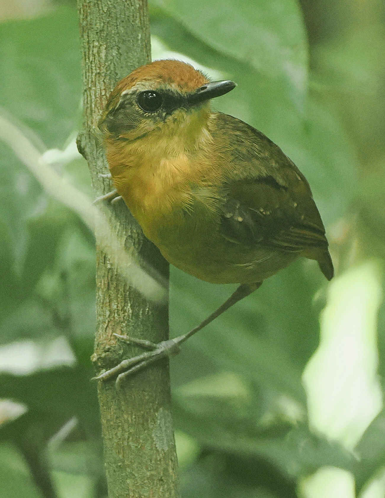 Black-cheeked Gnateater (Conopophaga melanops), photo 3