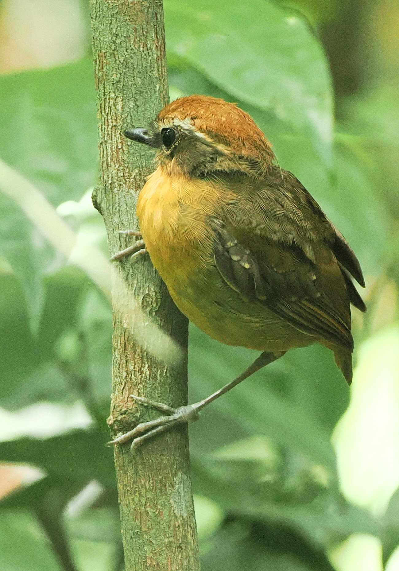 Black-cheeked Gnateater (Conopophaga melanops), photo 4
