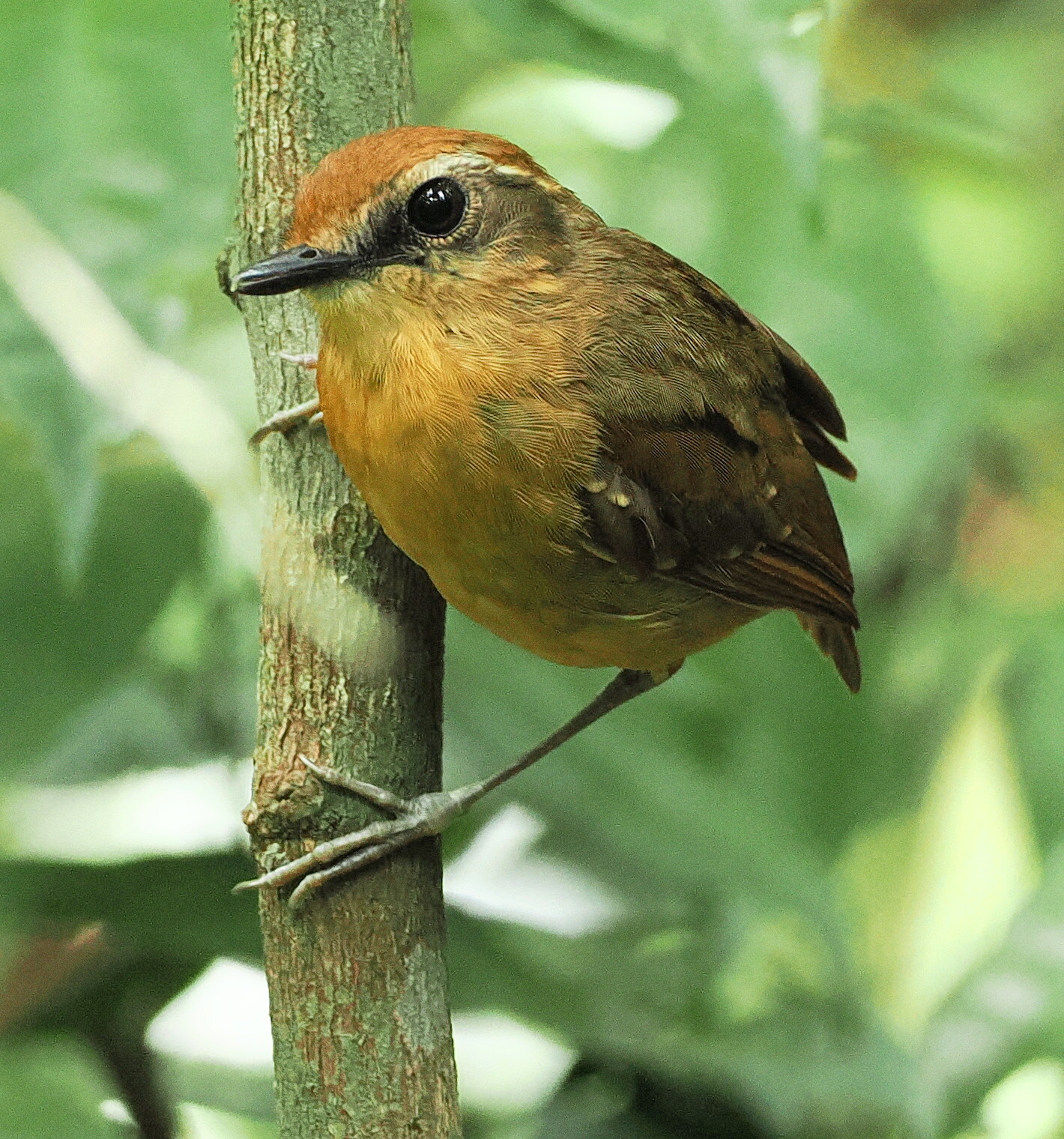 Black-cheeked Gnateater (Conopophaga melanops), photo 5
