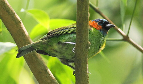 Red-necked Tanager (Tangara cyanocephala), photo 2