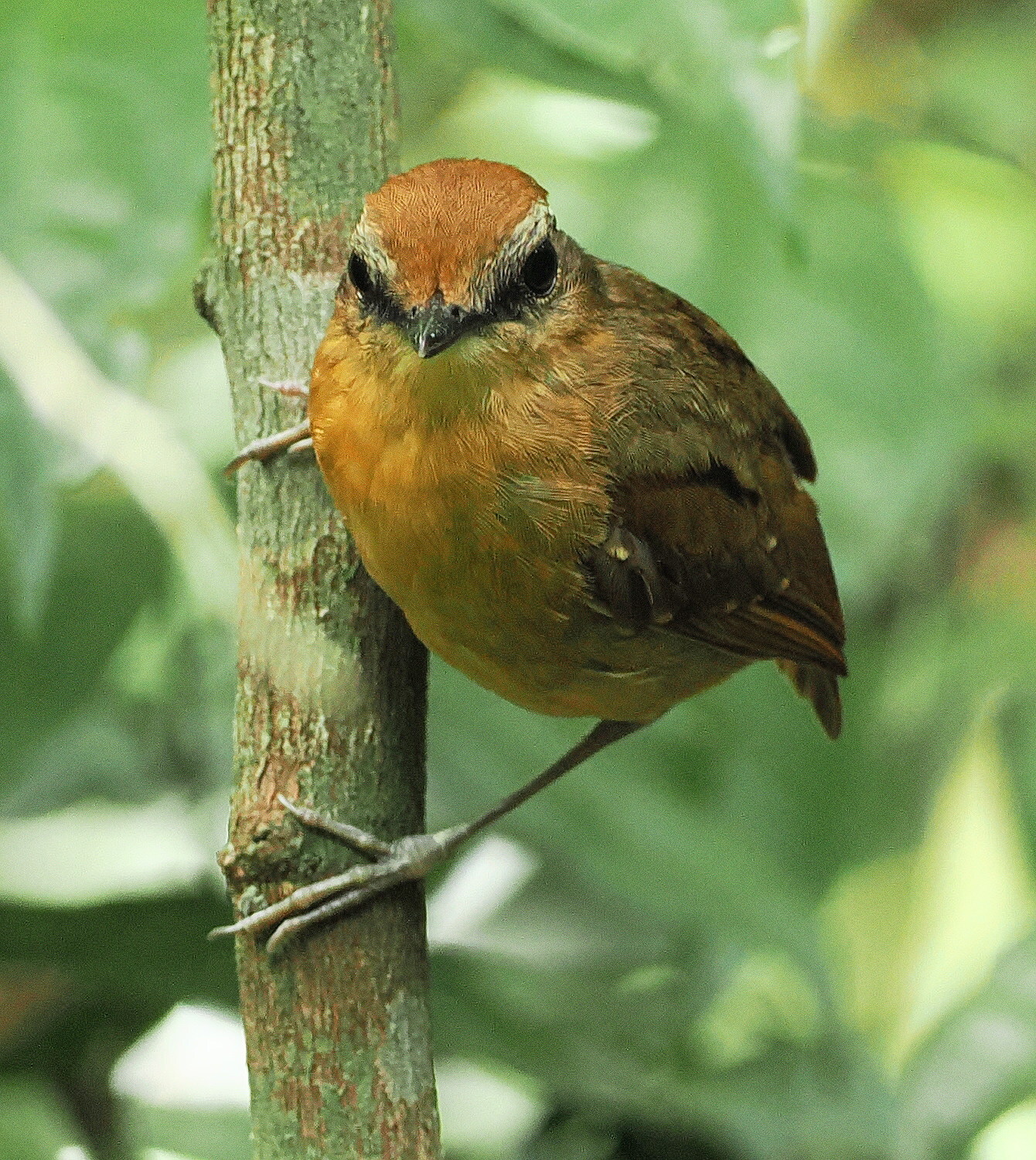 Black-cheeked Gnateater (Conopophaga melanops), photo 6