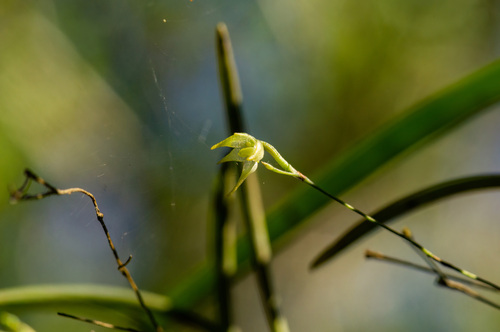 Aeranthes ecalcarata Schltr. 2