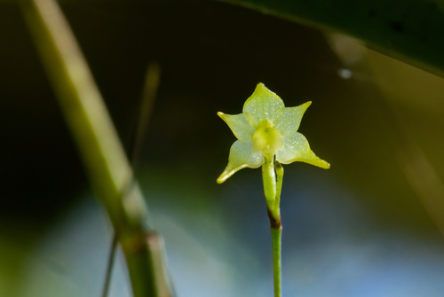 Aeranthes ecalcarata Schltr.