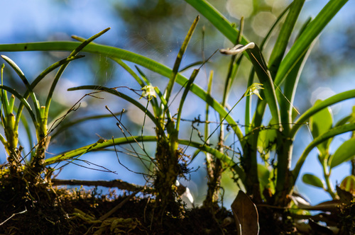 Aeranthes ecalcarata Schltr. 3