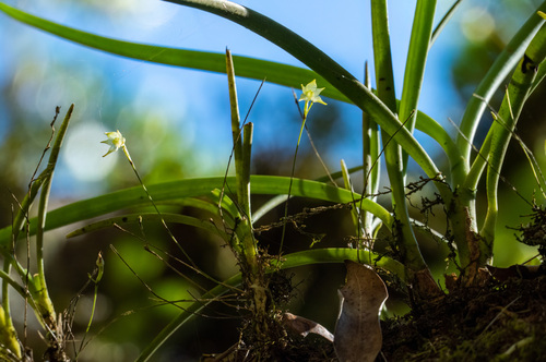 Aeranthes ecalcarata Schltr. 4
