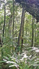 Podocarpus totara