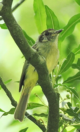 Sepia-capped Flycatcher (Leptopogon amaurocephalus)