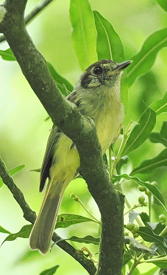 Sepia-capped Flycatcher (Leptopogon amaurocephalus), photo 1