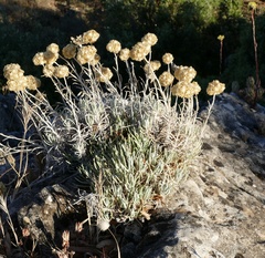Helichrysum saxatile