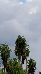 Geospizopsis unicolor