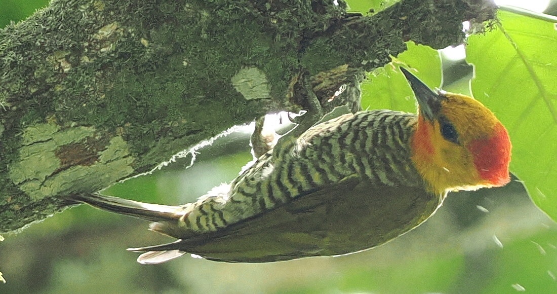 Yellow-throated Woodpecker (Piculus flavigula), photo 2