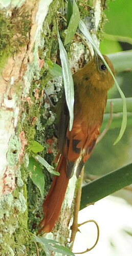 Olivaceous Woodcreeper (Sittasomus griseicapillus), photo 6