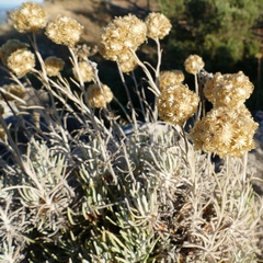Helichrysum saxatile