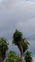 Geospizopsis unicolor